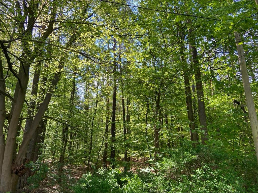 Waldwerk Wurlgrund Lychen Aparthotel Εξωτερικό φωτογραφία